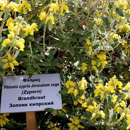 Herb Garden Appartamento Polis