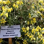 Herb Garden Daire Polis